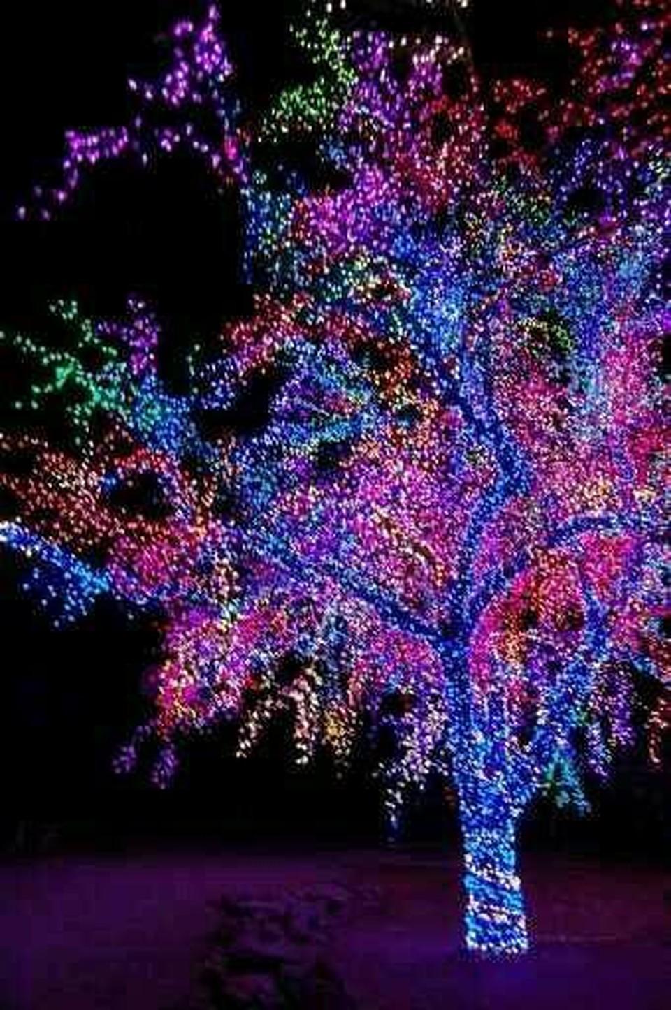 Christmas Lights On Trees