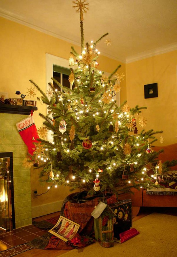 Small Live Christmas Trees