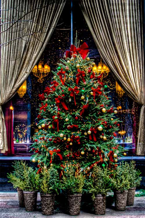 beautiful-decorated-christmas-trees