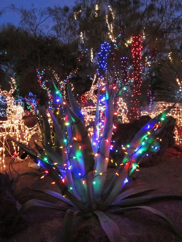cactus-with-christmas-lights-winter-time
