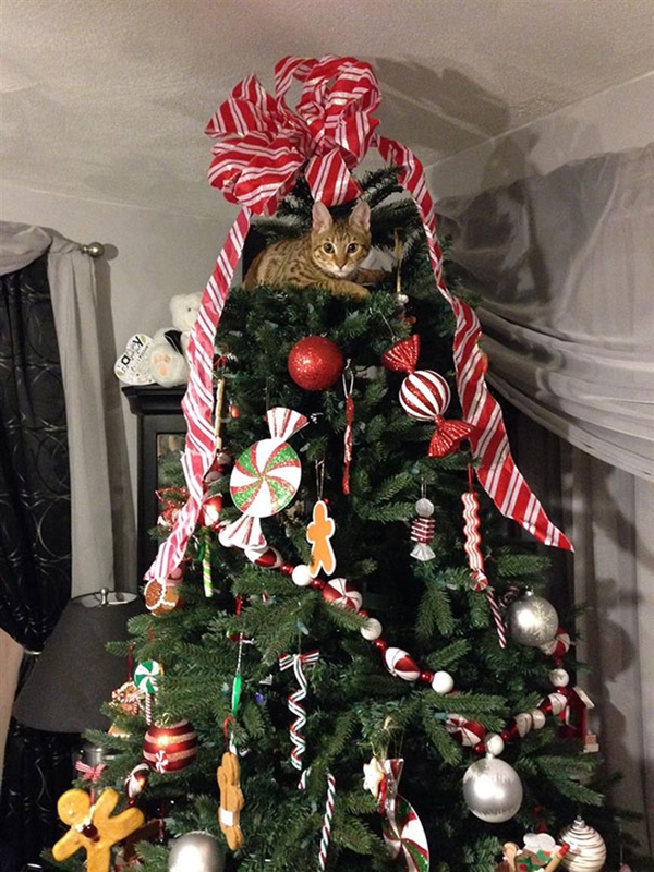 cat-destroying-christmas-tree