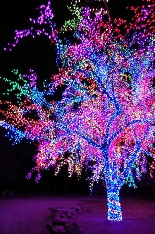 christmas-lights-on-trees