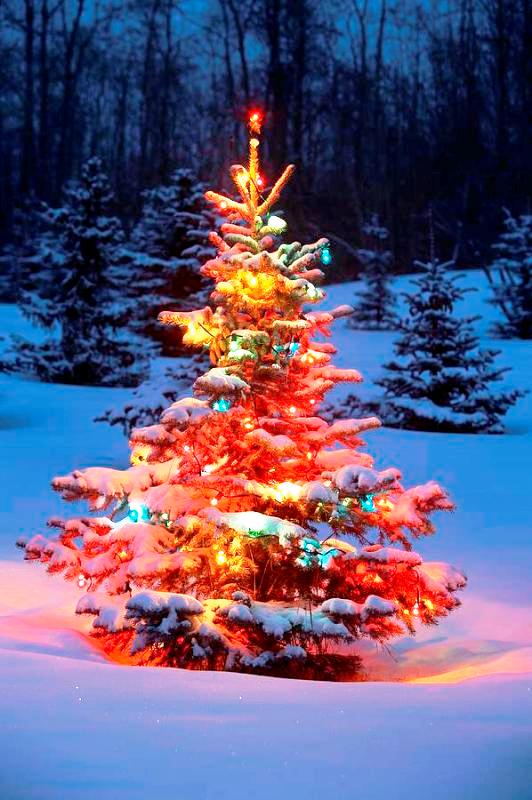 christmas-tree-lights-outdoor