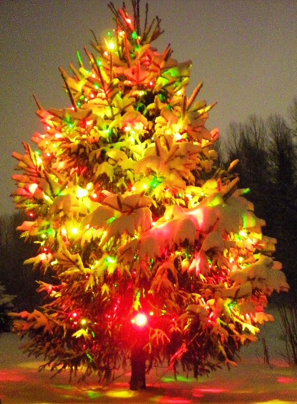christmas-tree-lights-outdoor-design-ideas