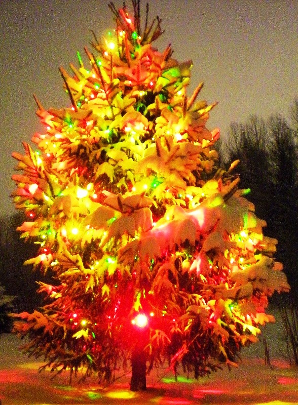 christmas-tree-lights-outdoor-design