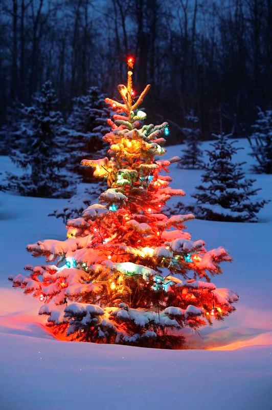 christmas-tree-lights-outdoor-fine-ideas