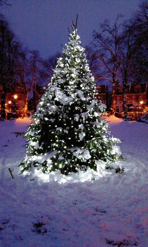 christmas-tree-lights-outdoor-winter-time-with-light
