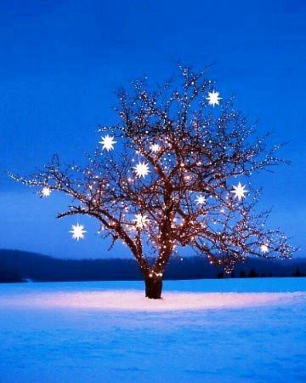 christmas-tree-star-light-winter