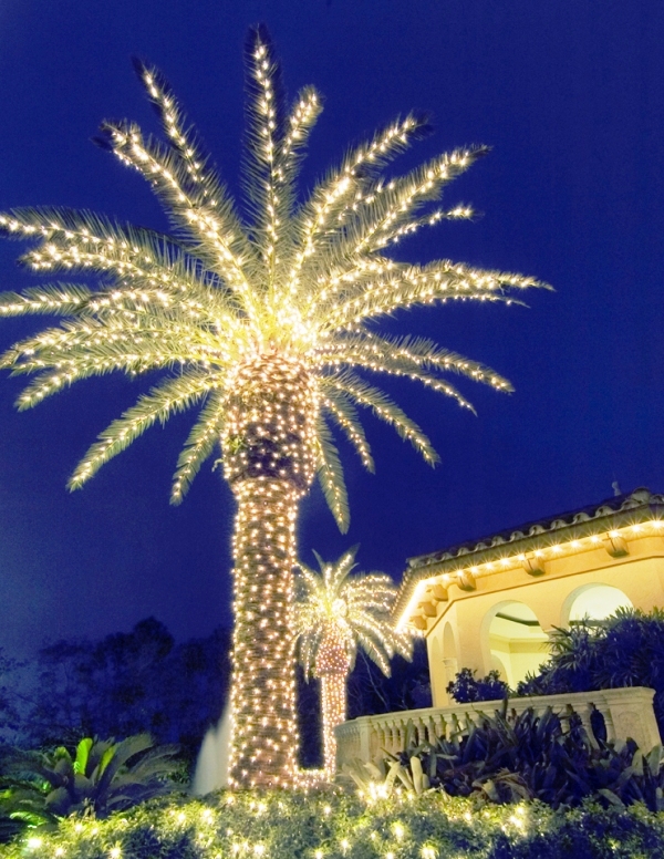 outdoor-christmas-lights-palm-tree