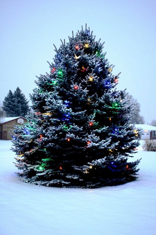 outdoor-christmas-tree-with-snow