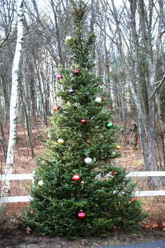 outdoor-decorated-christmas-tree