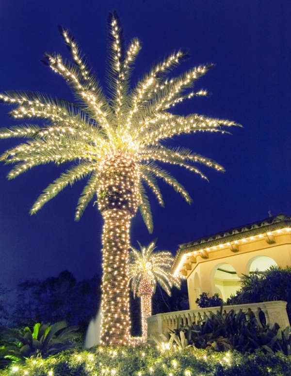 outdoorawesome-christmas-lights-palm-tree