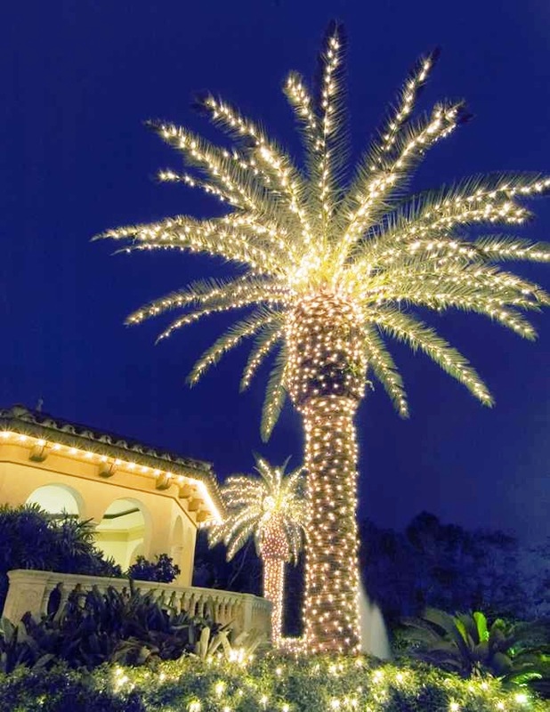 palm-tree-with-christmas-lights
