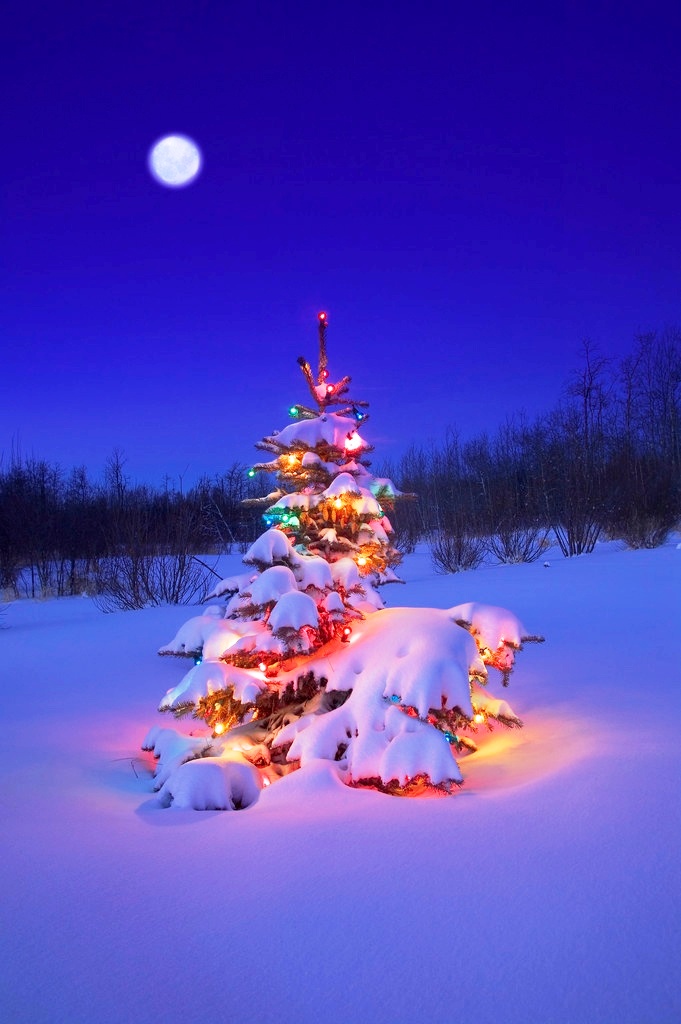 snow-and-christmas-tree