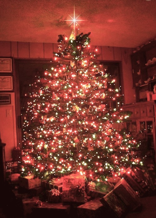 traditon-christmas-trees