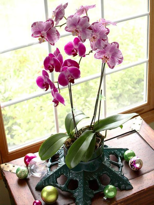 growing-christmas-orchids-indoors