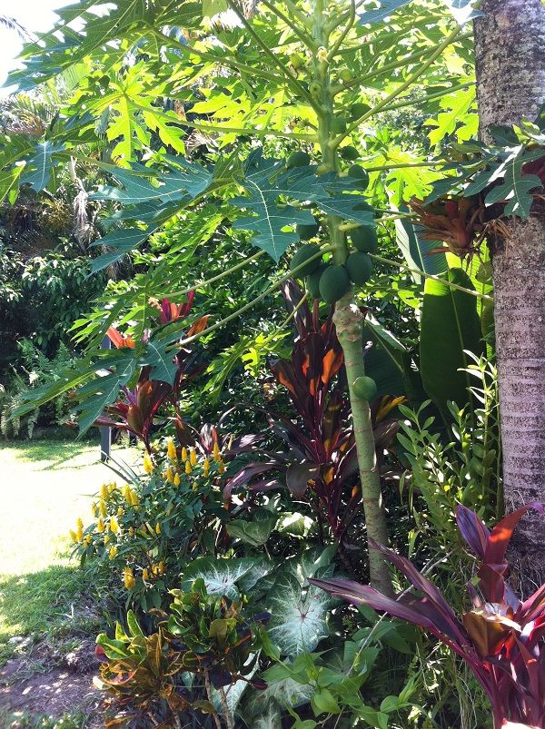 Tropical Outdoor Garden Design Ideas