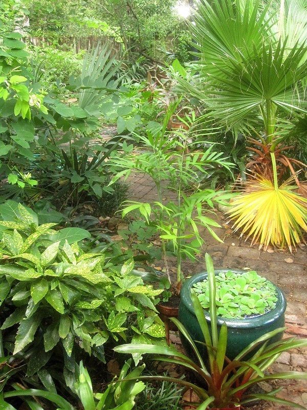 Tropical Outdoor Garden Plants Ideas