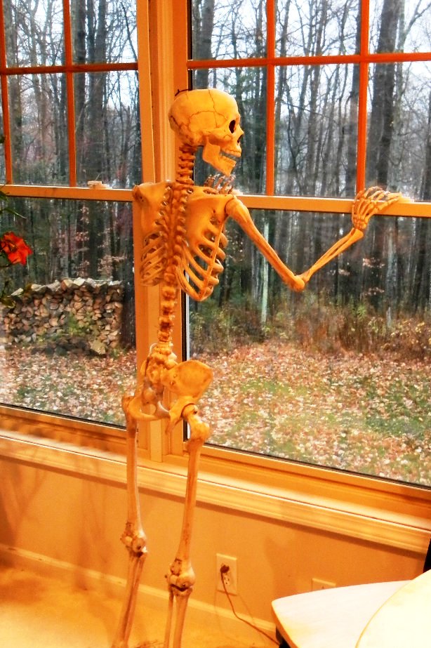 Curious Skeleton Halloween Decorations